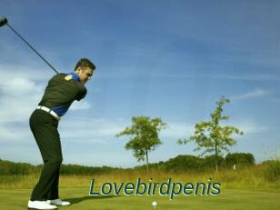 Lovebirdpenis