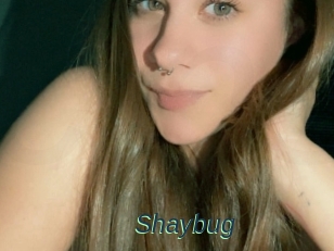 Shaybug