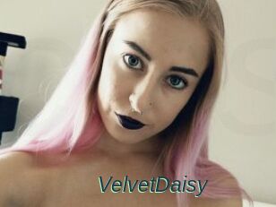 VelvetDaisy